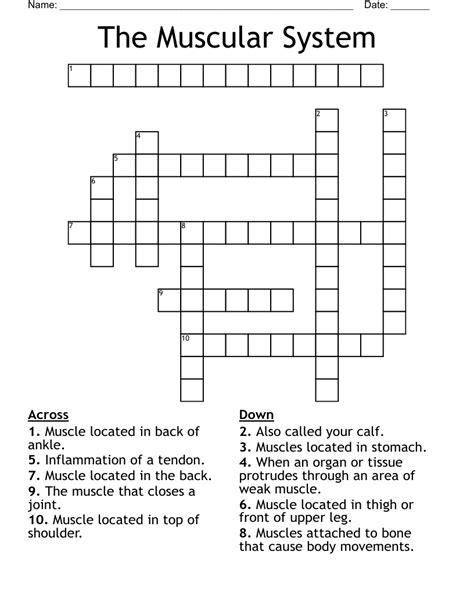 The Muscular System Crossword Wordmint