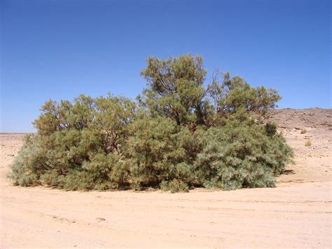 Plant a Tamarisk Tree this Christmas – Cheryl Kramarczyk