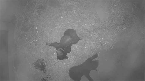 First Look At New Sloth Bear Cubs Born At The Philadelphia Zoo