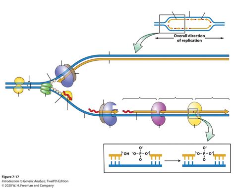 DNA Replication Diagram Diagram | Quizlet