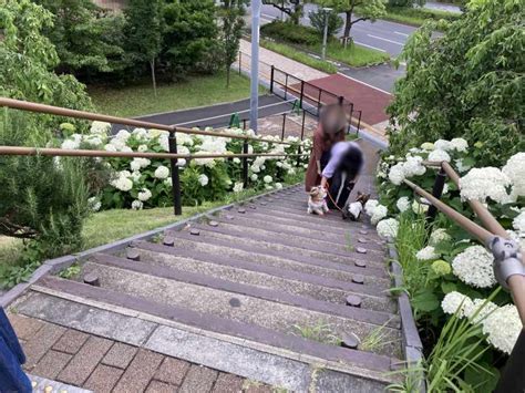 お台場はアジサイの穴場。海とのコラボが爽快！【見頃時期や場所、開花状況も解説】│東京チカーバ｜東京と近場の観光and散歩スポットを巡るブログ