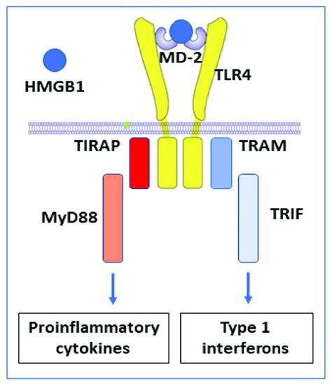 Disulfide Hmgb1 Binds To Md 2 And Activates The Tlr4 Receptor Complex