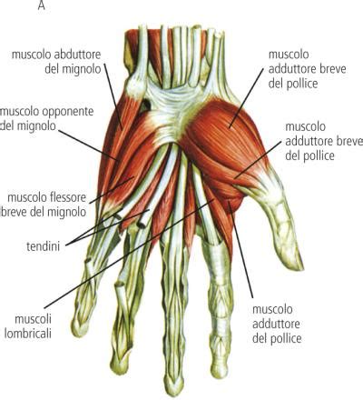 Dito Dizionario Medico Corriere It