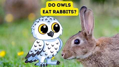 Do Owls Eat Rabbits?