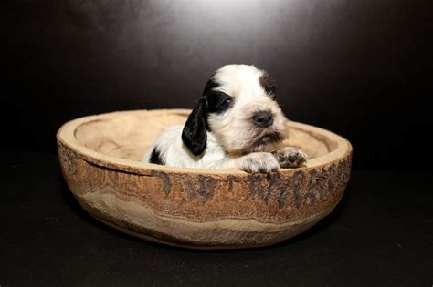 English Cocker Spaniel Kaufen Welpe Aus Wertingen DeineTierwelt