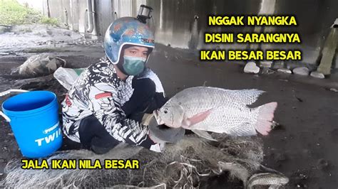 Jala Ikan Nila Di Sungai Besar Lihat Yang Kudapat Youtube