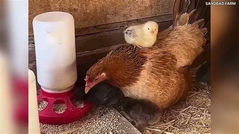 Hen Harvesting Eggs To Chicks Amazing Chicks Youtube