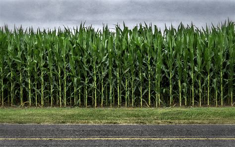 Roadside Corn Dan Routh Photography