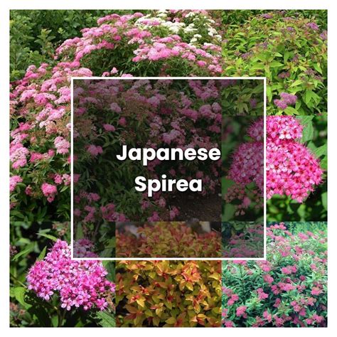 How To Grow Japanese Spirea Plant Care Tips NorwichGardener