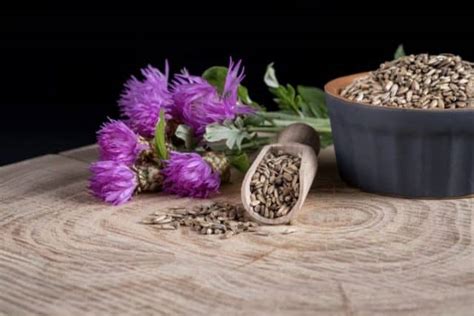 Milk Thistle Health Benefits Uses And Side Effects