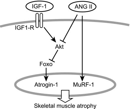 Igf Prevents Ang Ii Induced Skeletal Muscle Atrophy Via Akt And Foxo