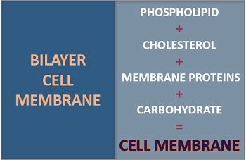 Bilayer Cell Membrane - Definition, Composition, Functions & Structure ...