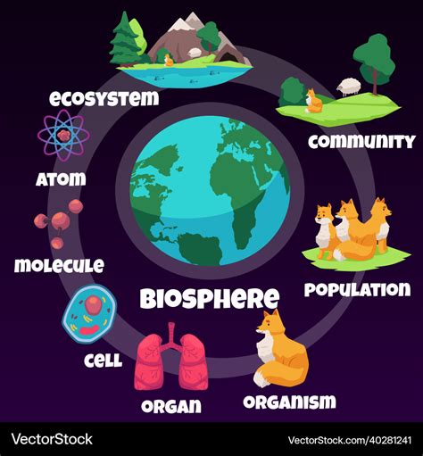 Biology hierarchy infographic about biosphere life