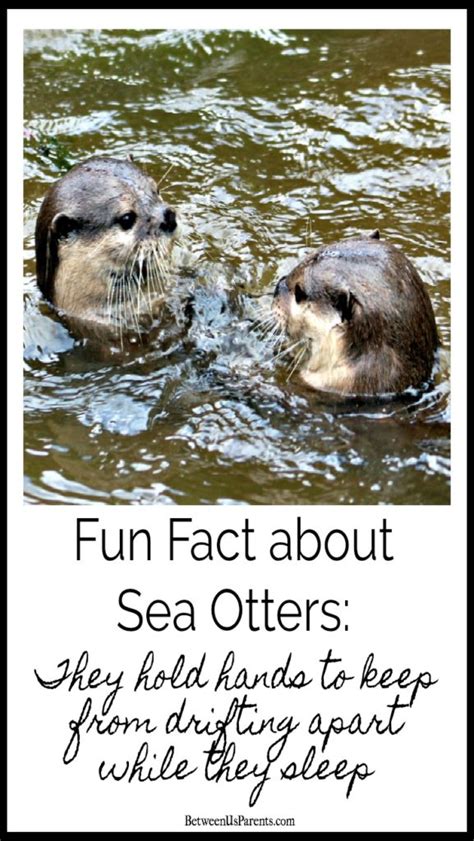 Fun facts about sea otters for Sea Otter Awareness Week