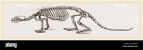 Skeleton Of European River Otter Stock Photo Alamy