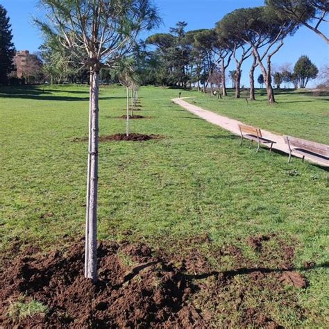 Nuovi Alberi Al Parco Volusia E A Cesano ZONA ROMA NORD