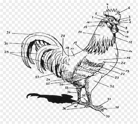 Chicken Rooster Anatomy Human Body Regioni Del Corpo Umano PNG Image ...