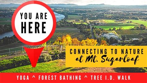 tilton library forest bathing sunderland library