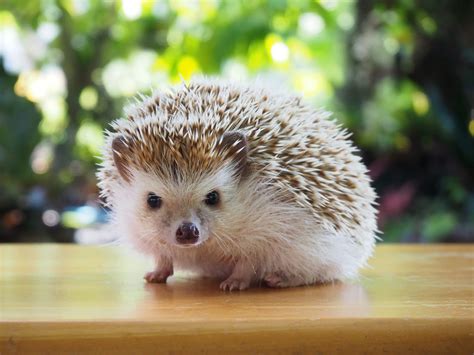 Hedgehog veja preço custos de criação e onde comprar Guia Animal