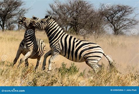 Two Zebra Stallions Viciously Fighting Each Other During Golden Hour In