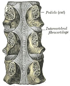 Posterior longitudinal ligament - Physiopedia