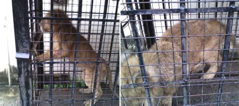 Profepa La ley al servicio de la naturaleza RESCATA PROFEPA LEÓN