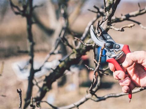 Pruning Basics Greenland Garden Centre