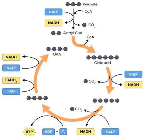 Kreb's Cycle Diagram | Quizlet