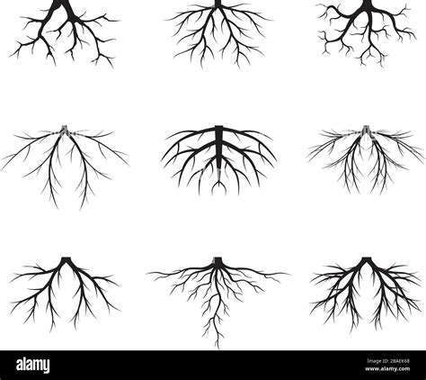 Set Of Black Trees Roots Vector Illustration Collection Of Icons