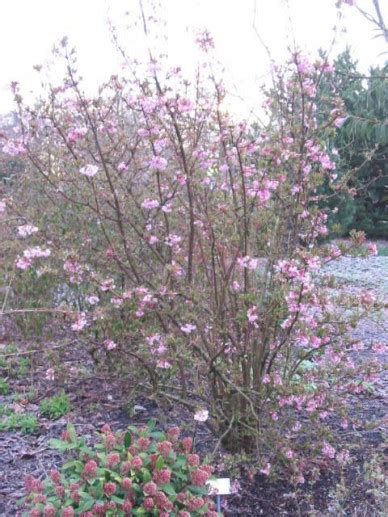 Viburnum Bodnantense Dawn Sneeuwbal Bloemenpark Appeltern