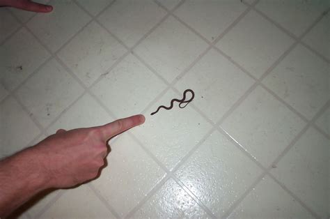 Jeff Crook: Baby Snakes