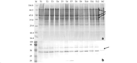 SDS PAGE A And Western Blot Analysis B Of Positive Clones Of