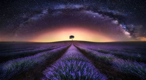 Free Lavender Wallpaper Downloads, [143+] Lavender Wallpapers for FREE ...