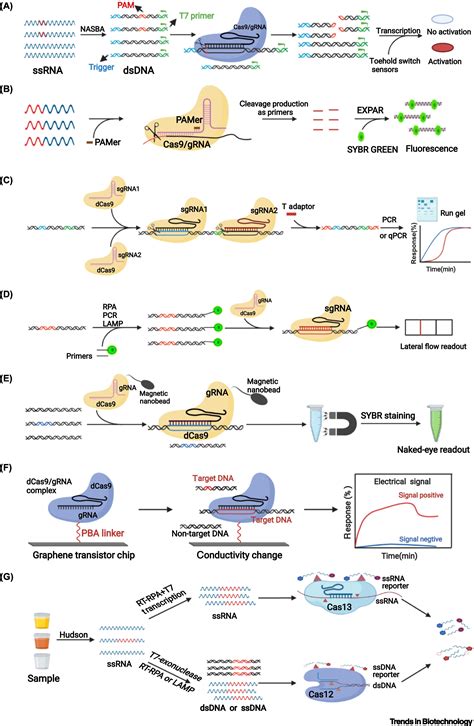 Crispr Cas Mediated Diagnostics Trends In Biotechnology