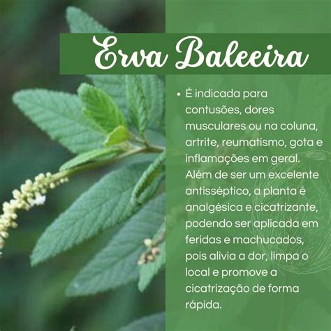 Extrato De Erva Baleeira Ml Elo Produtos Especiais