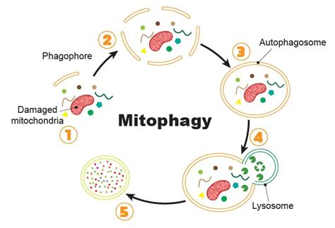 Mitochondria The Powerhouses Of The Cell Definition Structure