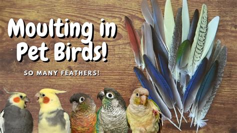 Moulting In Pet Birds BirdNerdSophie YouTube