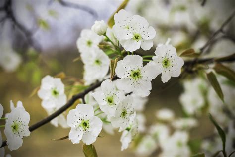 19 Types of Flowering Trees to Embellish Your Beautiful Garden - Gardenerdy