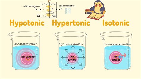 Hypotonic Hypertonic And Isotonic Solution Know The Difference Among