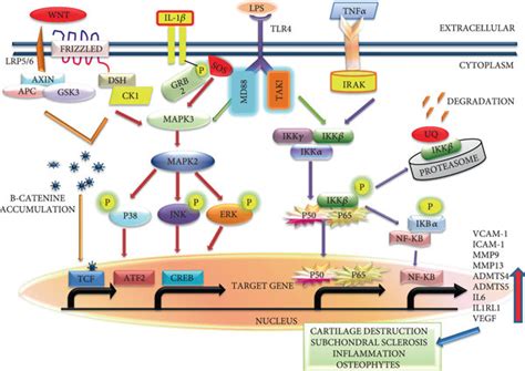 Biomarkers Play Role In Pathology Of Oa By Multiple Signaling Pathways