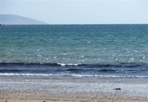 Gulls take to flight Carradale Bay. Photo | UK Beach Guide