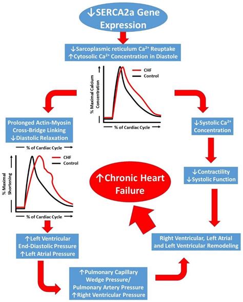 Ijms Free Full Text Correcting Calcium Dysregulation In Chronic