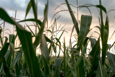 Shallow Focus Photography of Corn Field · Free Stock Photo