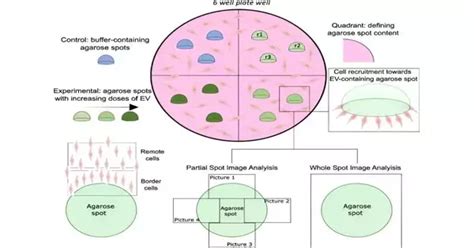 The Agarose Based Method Has The Potential To Shed Light On The Role Of