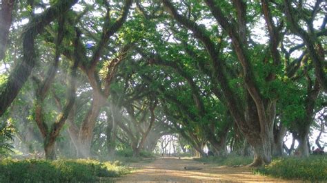 Ini Rahasia Hutan Yang Tersembunyi Tidak Banyak Yang Tahu Agrozine