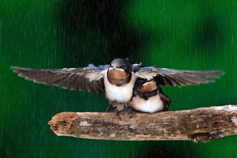 Birds In The Rain Love Birds Beautiful Birds Lovely Simply Beautiful