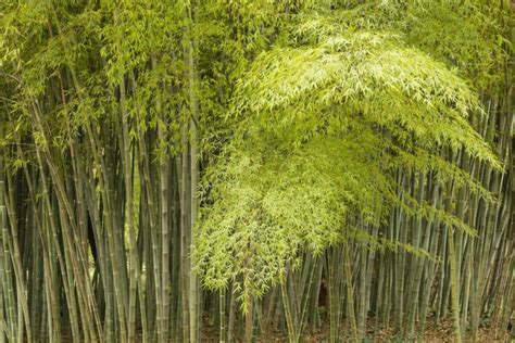 Bamboo Farming for Homestead Income (Start a Bamboo Farm!) - Outdoor Happens Homestead