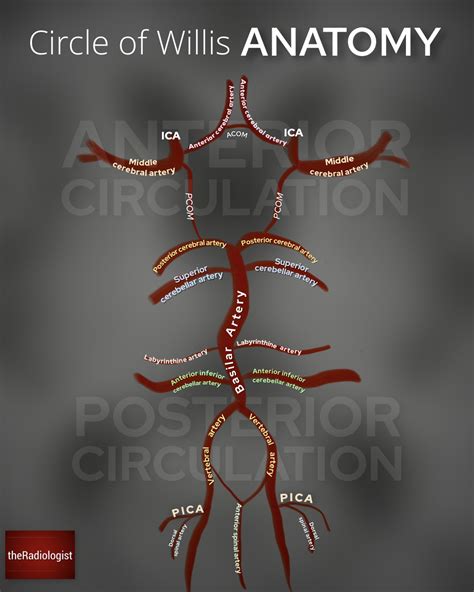 Theradiologist On Twitter Circle Of Willis Anatomy Https T Co