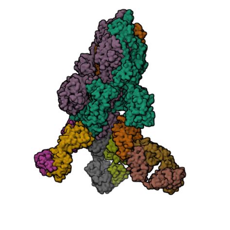 RCSB PDB 8ZC3 SARS CoV 2 Omicron BA 4 Spike Trimer 6P In Complex