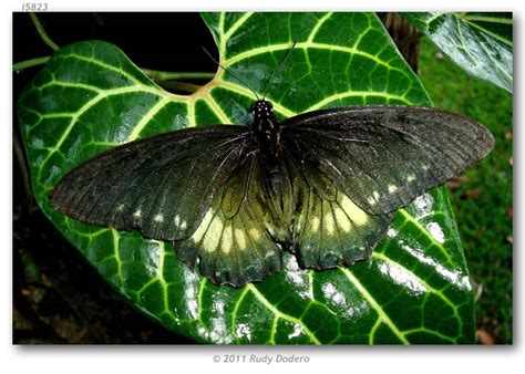 battus ingenuus  adults